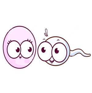 edocrine sysytem